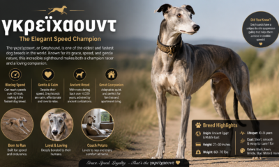 γκρεϊχαουντ: The Elegant Speed Champion of the Canine World