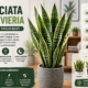 trifasciata sansevieria: The Resilient Plant Transforming Indoor Spaces
