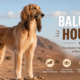 Baluchi Hound: The Ancient Desert Sighthound of Balochistan